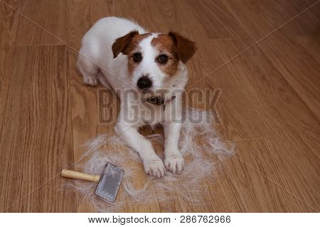 Furry Jack Russell Dog, Shedding Hair During Molt Season, After Its Owner  Brushed Or Grooming With 