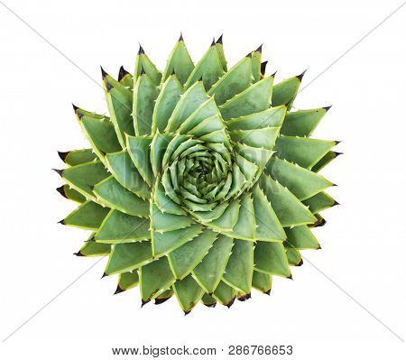 Spiral Aloe.Aloe polyphylla isolated on white background