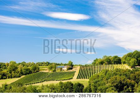 vineyard, Jurancon, France
