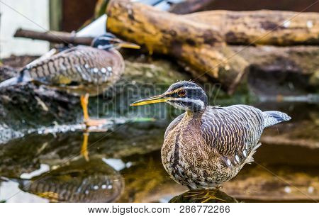 Sunbittern Bird Standing In The Water, Tropical Birds From The Amazon Basin Of America