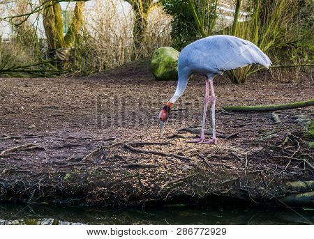 Sarus Crane Eating Some Seeds, Tropical Bird Feeding, Threatened Bird Specie From Asia