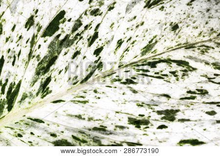 Photo Of Diffenbachia Leaf, Closeup Background Image