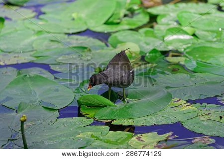 Gallinula Chloropus - Common Moorhen Walking Over The Leaves Of Water Lily And Looking For A Food