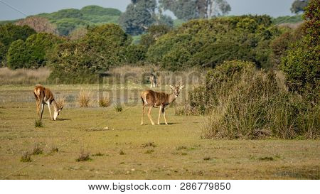 Cervus Elaphus Hispanicus Looking At The Camera In Donana