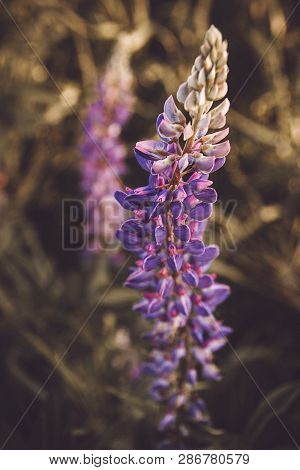 Field Of Big Lupines Longing For Blue Sky, Close Up