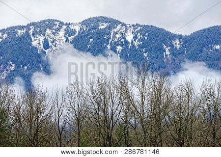 Trees Snow Mountains Colors Winter Washiington State