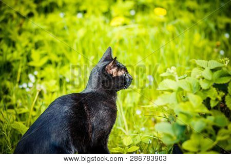 Black Cat In The Green Grass. Kitten Sitting In The Garden, Glade, Meadow.cute Black Cat Lying On Gr