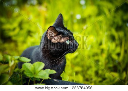 Black Cat In The Green Grass. Kitten Sitting In The Garden, Glade, Meadow.cute Black Cat Lying On Gr