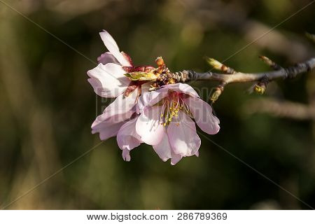 Branch Of White Peach Tree In Bloom. White And Pink Delicate Flowers. Pink And Fresh Tones On A Natu