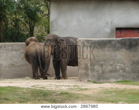 Elle-Phant X 2