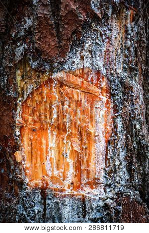 Amber Pine Resin Natural / Extraction Turpentine Form Trunk And Bark Tree In The Nature Pine Forest