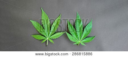 Two Beautiful Green Sheet Of Cannabis Marijuana On A Gray Background, Top View. Thematic Photos Of H