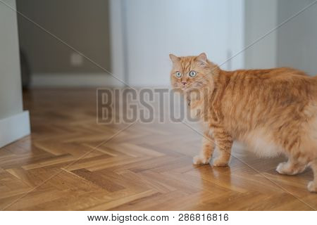 Beautiful ginger long hair cat walking around the house, sitting on the floor at home