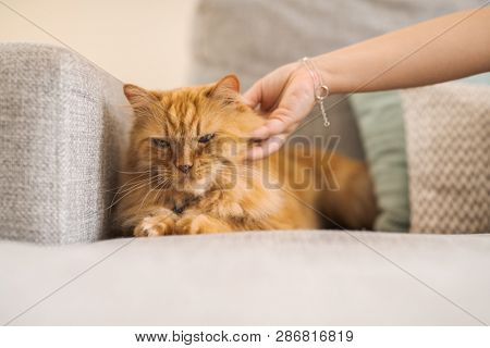 Cuddling beautiful ginger long hair cat lying on the sofa on a sunny day at home