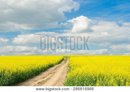 Road Through The Raps Field In A Sunny Day