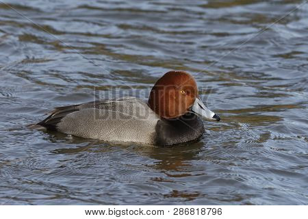 Redhead Duck - Aythya Americana 
Male On Water