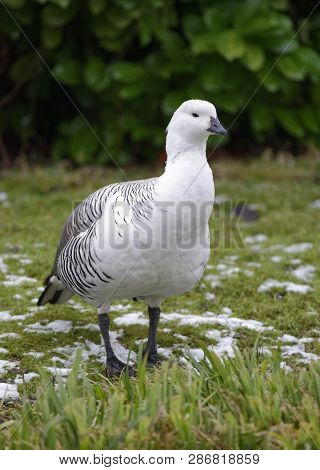 Falkland Upland Goose Or Greater Magellan Goose - Chloephaga Picta Leucoptera 
Male From Falkland Is
