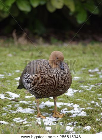 Falkland Upland Goose Or Greater Magellan Goose - Chloephaga Picta Leucoptera 
Female From Falkland 