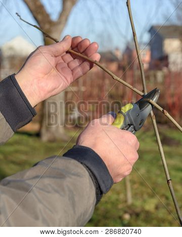 Gardening work in spring time. Garden secateur in man hands