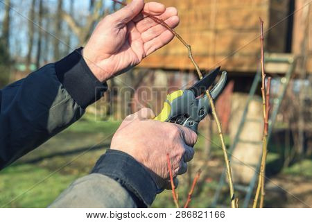 Gardening work in spring time. Garden secateur in man hands
