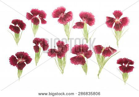 Pressed And Dried Flowers Lychnis Chalcedonica Isolated On White Background. For Use In Scrapbooking