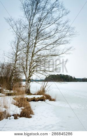 An image of a winter scenery at the Osterseen in Bavaria Germany