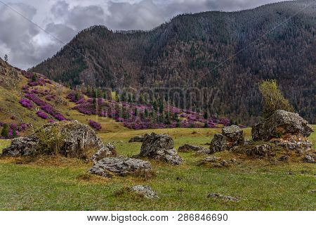 Beautiful Spring View With Bushes Of Purple Flowers Rhododendron Ledebour On The Slope Of The Mounta