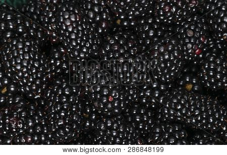Many Blac Kberries, Background Of Berries, Top View