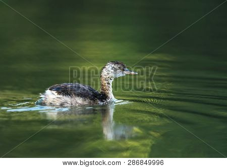 Little Grebe, Tachybaptus Ruficollis, Mumbai, Maharashtra, India