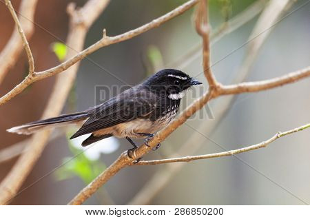 White Throated Fantail Flycatcher, Rhipidura Albicollis, Thane, Maharashtra, India