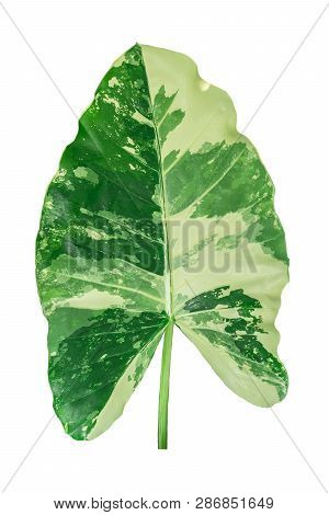 Variegated Calladium Leaf Isolated In White Background.