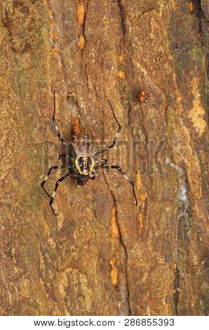 Ornate Orb-weaver Spider, Female And Male, Herennia Multipuncta, Thane, Maharashtra, India
