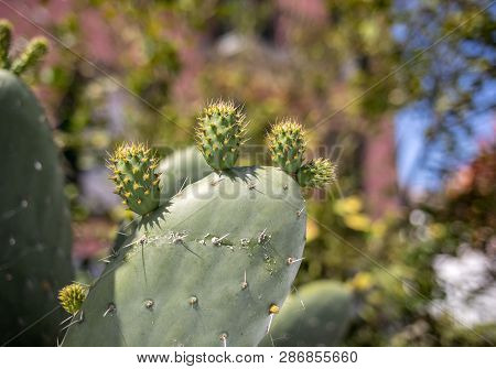 Opuntia Ficus-indica Is A Species Of Cactus That Has Long Been A Domesticated Crop Plant Important I