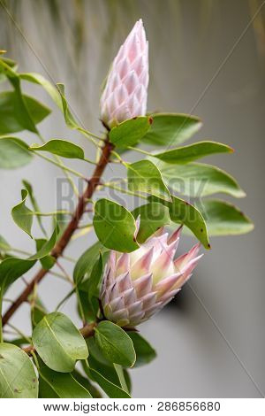 Bud Of King Protea Or  Protea Cynaroides The National Flower Of South Africa