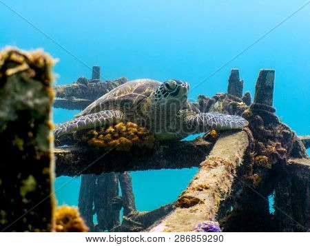 Sea Turtle Resting On Ship Wreck - Mabul Island, Borneo, Malaysia