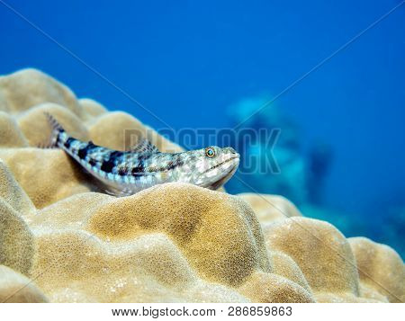 Lizardfish On The Coral Reef - Perhentian Islands, Terengganu, Malaysia