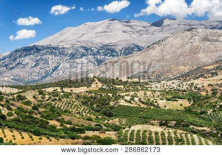 Rural Country And Lot Of Olive Trees In Crete Island, Greece