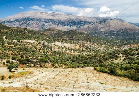 Rural Country And Lot Of Olive Trees In Crete Island, Greece