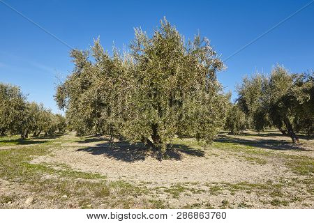 Olive Tree Fields In Andalusia. Spanish Agricultural Harvest Landscape. Jaen