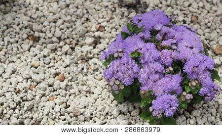 Floss Flower Close Up In Garden At Hokkaido Japan.