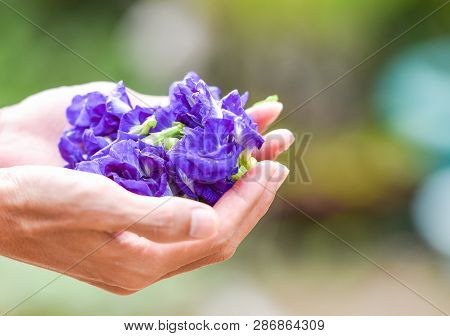 Clitoria Ternatea Flower Purple In Hand / Other Names Pigeonwings - Butterfly Pea Or Blue Pea