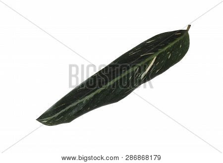 Leaf Of Tropical Stromanthe Plant Isolated On White