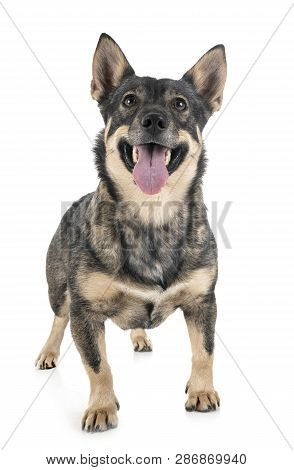 Swedish Vallhund In Front Of White Background