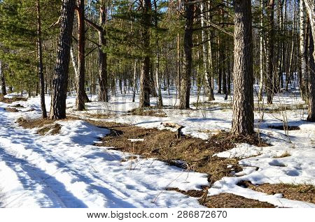 Snow Melts In The Forest, Grass Is Visible Under The Snow, Winter Ends, The Concept Of The Onset Of