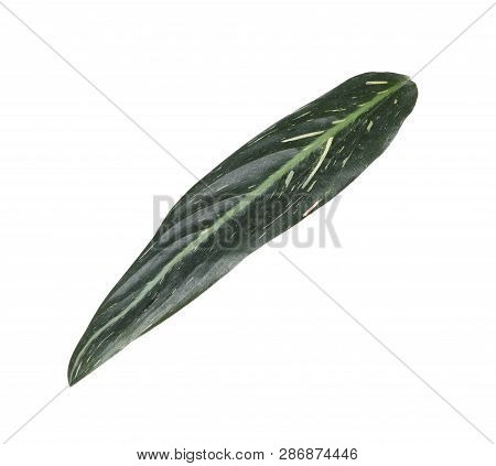 Leaf Of Tropical Stromanthe Plant Isolated On White