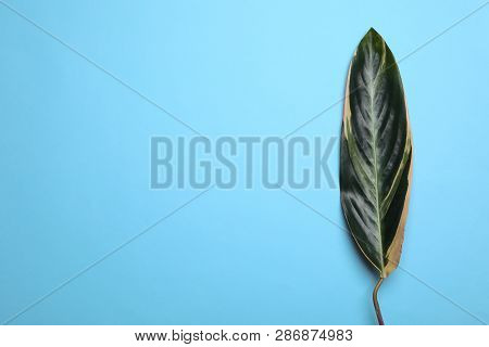Leaf Of Tropical Stromanthe Plant On Color Background, Top View With Space For Text