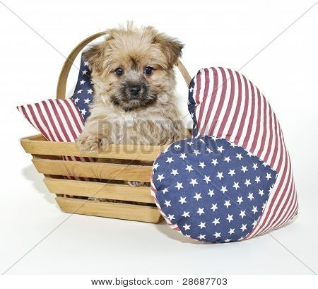 Forth do filhote de cachorro de julho