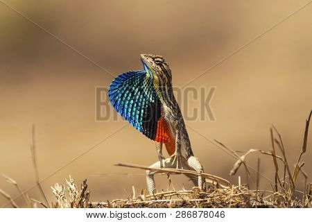 Fan-throated Lizard, Sitana Ponticeriana, Talegoan, Maharashtra, India