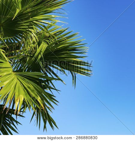 The Tops Of The Palm Trees With Fan Shaped Leaves On A Clear Blue Sky
