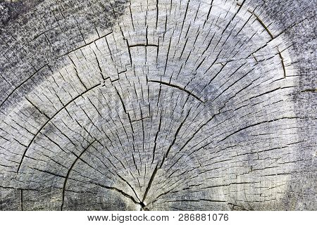 Top View On Old Stub Or Stump Of Cut Down Tree Log With Visible Tree Rings